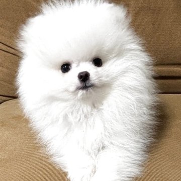 ポメラニアン【岩手県・男の子・2025年9月24日・ホワイト】の写真「トイレ失敗しないお利口な子」