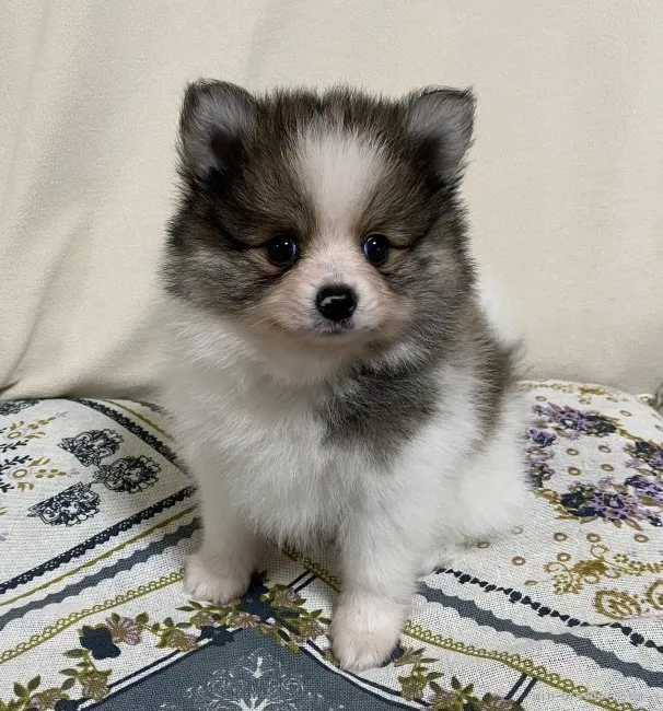 ID：2110-00149の子犬