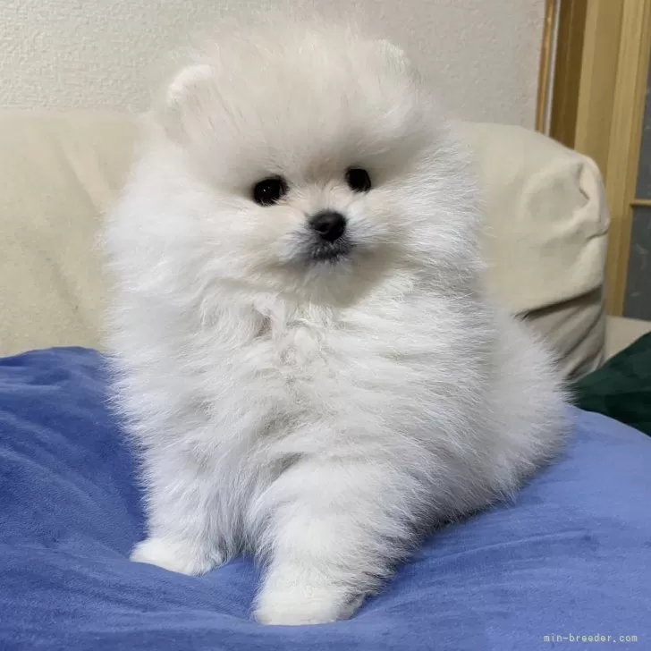 ID：2312-05396の子犬