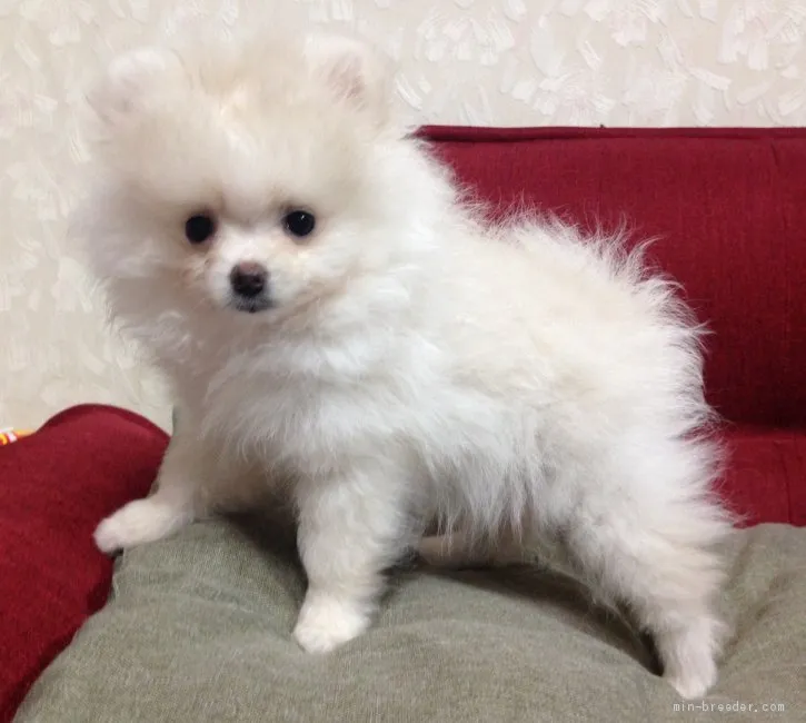 ID：1910-01614の子犬