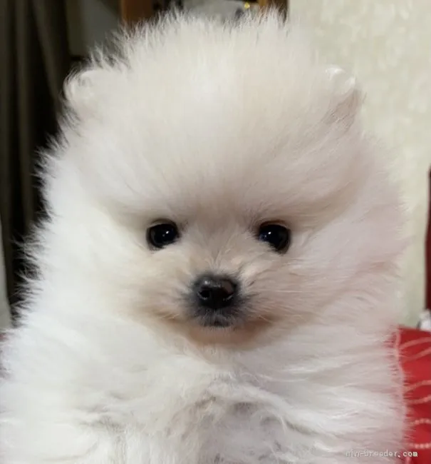 ID：2102-01960の子犬