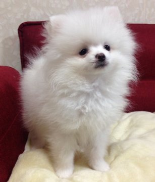 ポメラニアン【岩手県・男の子・2019年9月2日・ホワイト】の写真「健康診断問題なし♬ご見学と同時にお引き渡し可」