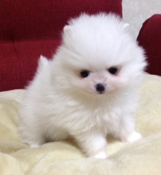 ポメラニアン【岩手県・男の子・2019年12月26日・ホワイト】の写真「つぶらな瞳の男の子♡きれいなホワイト」