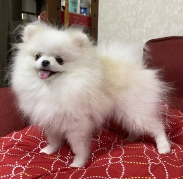 ポメラニアン【岩手県・男の子・2019年12月26日・クリーム】の写真「1.3Kg極小ポメ君」