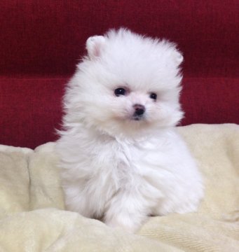 ポメラニアン【岩手県・女の子・2019年12月26日・ホワイト】の写真「毛量豊富で目ヂカラある女の子」