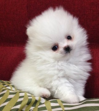 ポメラニアン【岩手県・男の子・2019年4月10日・ホワイト】の写真「【訳あり価格です】」