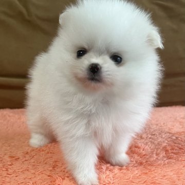 ポメラニアン【岩手県・女の子・2024年6月19日・ホワイト】の写真「パパは超美男ママの双子の兄妹はJKCチャンピオン」