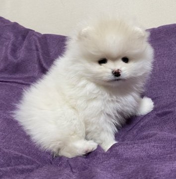 ポメラニアン【岩手県・男の子・2022年3月17日・クリーム&ホワイト】の写真「健康でお利口なボク♡モッフモフ」