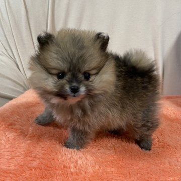ポメラニアン【岩手県・女の子・2023年12月1日・オレンジ】の写真「愛らしいタヌキ顔」