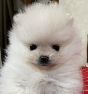 ポメラニアン【岩手県・男の子・2021年1月4日・クリーム】の写真「くりくりの目が可愛い元気なぼく♡」