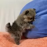 ポメラニアン【岩手県・女の子・2023年12月1日・オレンジ】の写真5「1/20撮影」