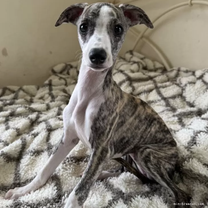 ID：2509-07914の子犬