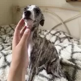 ウィペット【広島県・女の子・2025年6月24日・ホワイト&ブリンドル】の写真2「お顔のホワイトがとっても綺麗」