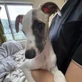 ウィペット【広島県・男の子・2025年6月24日・ホワイト&ブリンドル】の写真2「アシンメトリーなブリンドルがキュートです。」