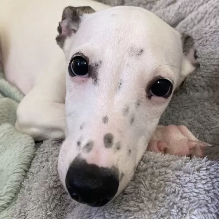 ID：2406-07397の子犬