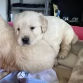 ゴールデンレトリバー【長野県・男の子・2025年1月1日・クリーム】の写真8