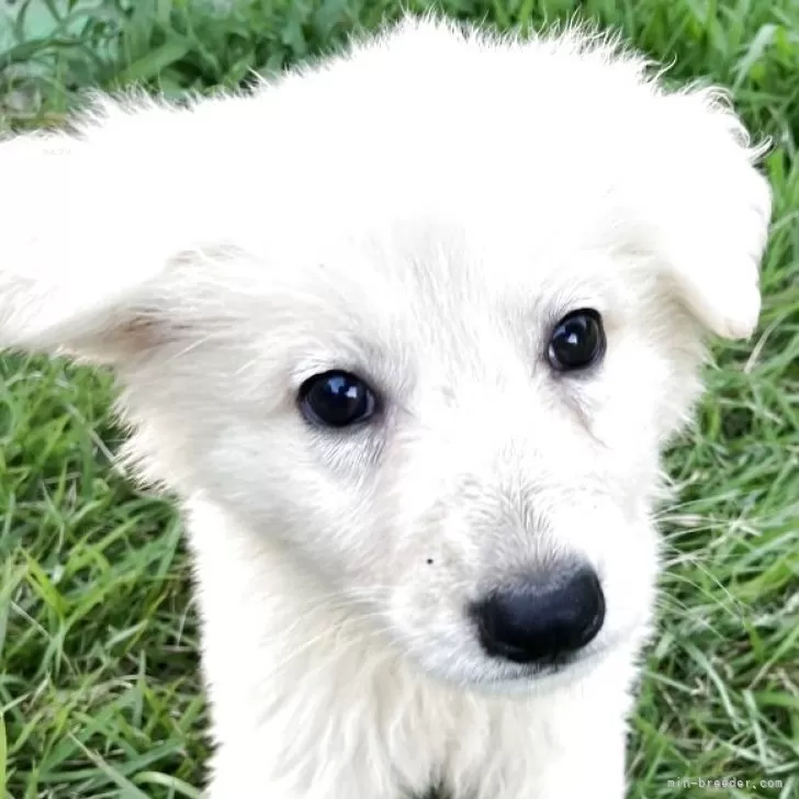 ID:2508-05451の子犬
