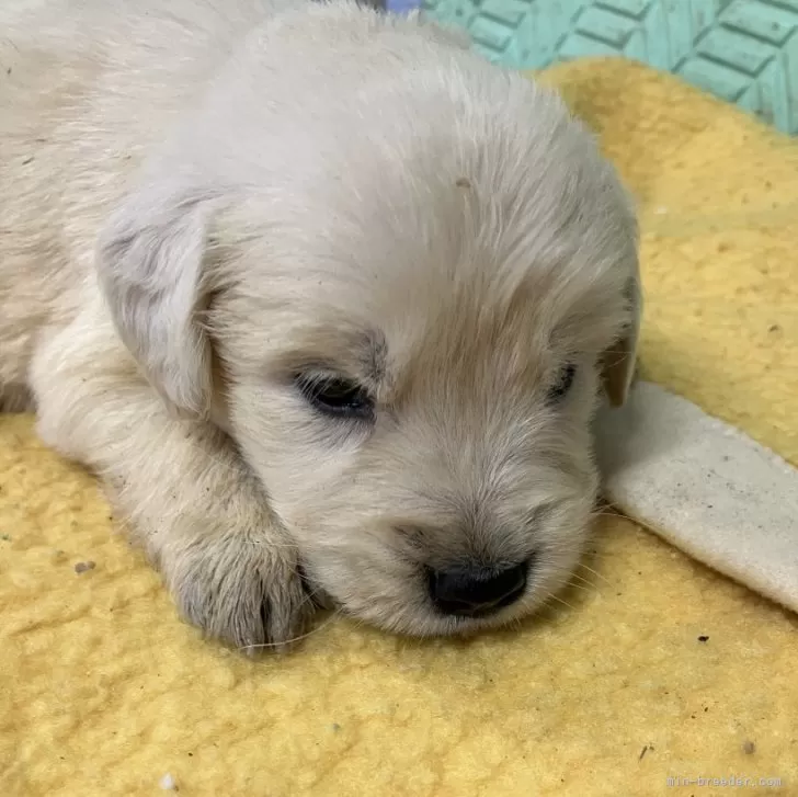 ID：2502-02241の子犬