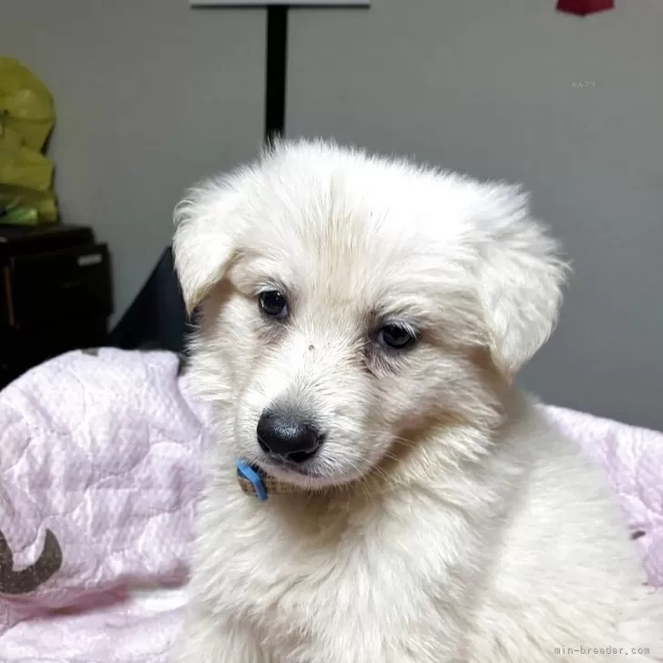 ID:2508-01161の子犬