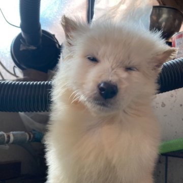 ホワイト・スイス・シェパード・ドッグ【長野県・男の子・2026年1月15日・白】の写真「可愛い」