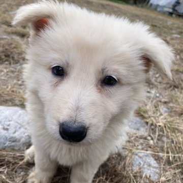 ホワイト・スイス・シェパード・ドッグ【長野県・女の子・2024年10月8日・白】の写真「丸々していてかわいい」