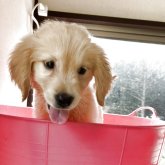 ゴールデンレトリバー