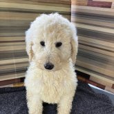 スタンダードプードル