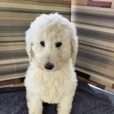 スタンダードプードル