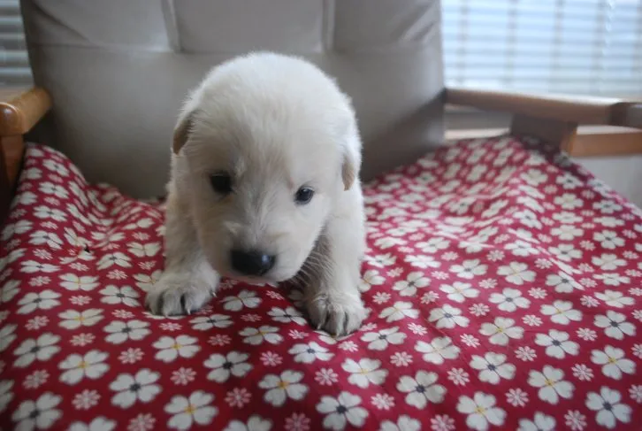 ID:1610-01313の子犬