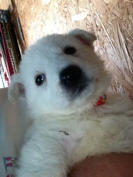 ID:1412-00095の子犬