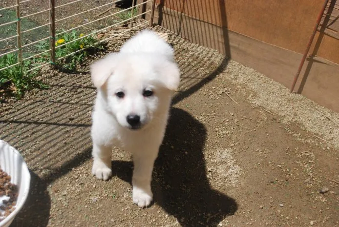 ID:1504-01148の子犬