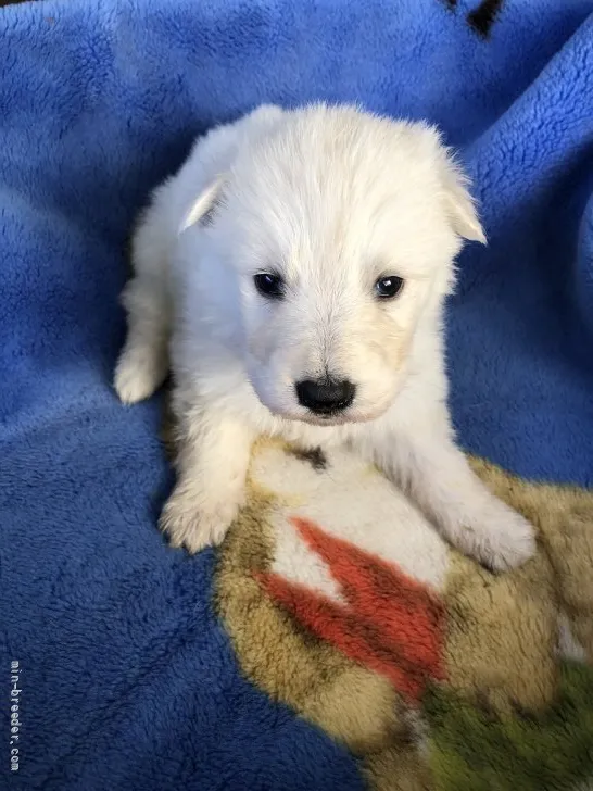 ID：2203-01569の子犬