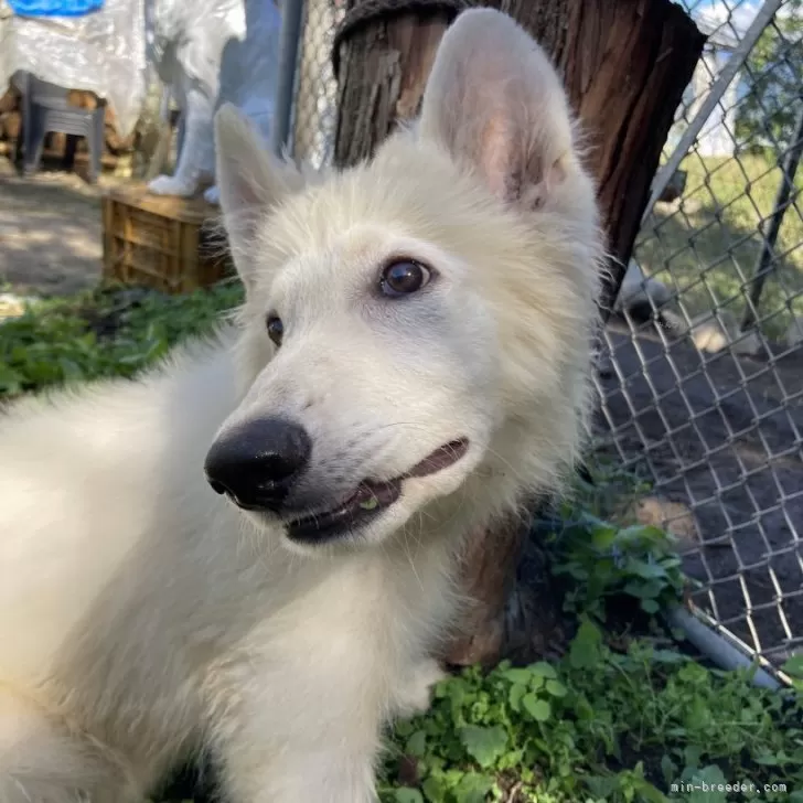 ID：2407-07724の子犬