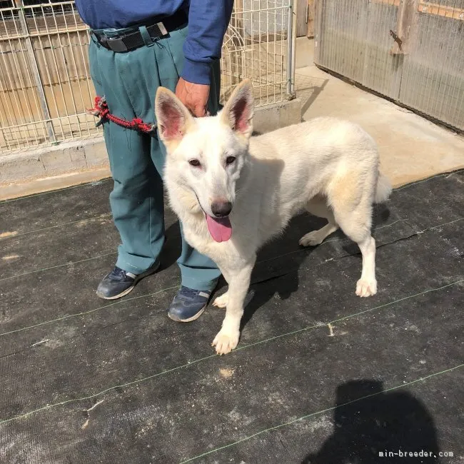 ID：1803-02355の子犬