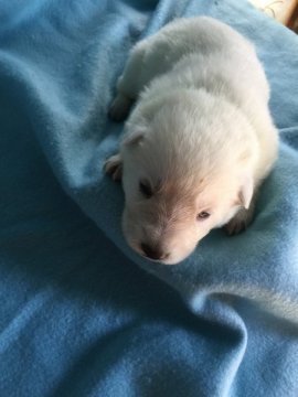 ホワイト・スイス・シェパード・ドッグ【長野県・男の子・2015年10月24日・ホワイト】の写真「真っ白です。」