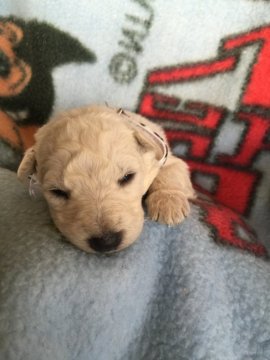 ホワイト・シェパード【長野県・男の子・2015年12月1日・白】の写真「ロング」