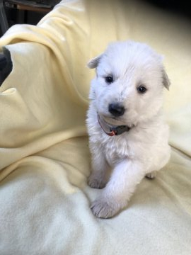 ホワイト・スイス・シェパード・ドッグ【長野県・女の子・2022年2月3日・白】の写真「かわいいです」