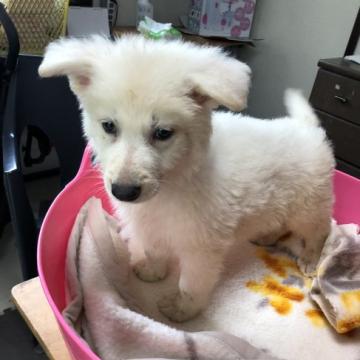 ホワイト・スイス・シェパード・ドッグ【長野県・男の子・2022年4月25日・白】の写真「かわいいです」