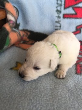 ホワイト・シェパード【長野県・男の子・2015年12月1日・白】の写真「白」