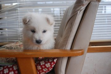 ホワイト・スイス・シェパード・ドッグ【長野県・女の子・2016年1月10日・白】の写真「真っ白でロングっぽい」