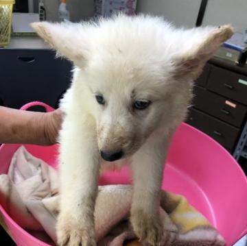 ホワイト・スイス・シェパード・ドッグ【長野県・男の子・2022年4月25日・白い】の写真「かわいいです」