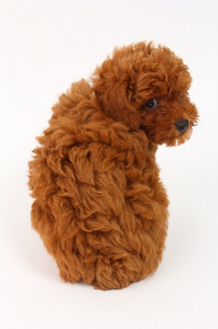 村尾真理子ブリーダー