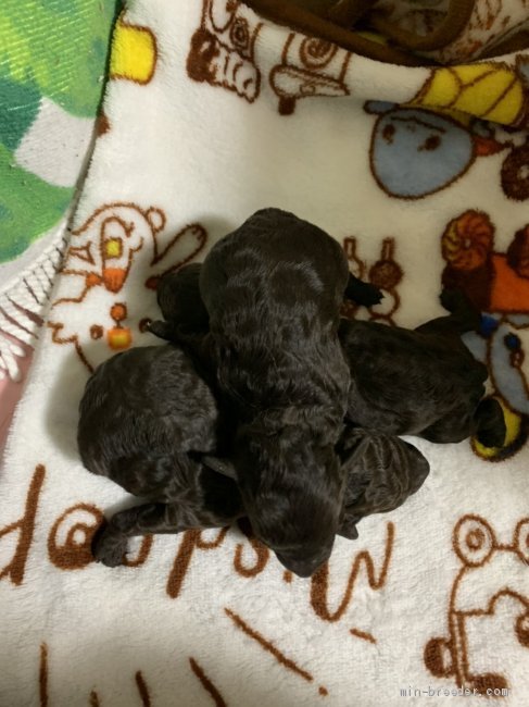 村尾真理子ブリーダーのブログ：ブラウンのベビーちゃん産まれました❤️