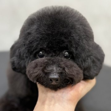 トイプードル(タイニー)【京都府・女の子・2024年12月25日・ブラック】の写真「ほぼサイズ確定 とっても可愛い女の子🩵」