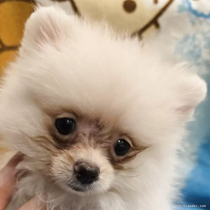 ID：2505-05058の子犬