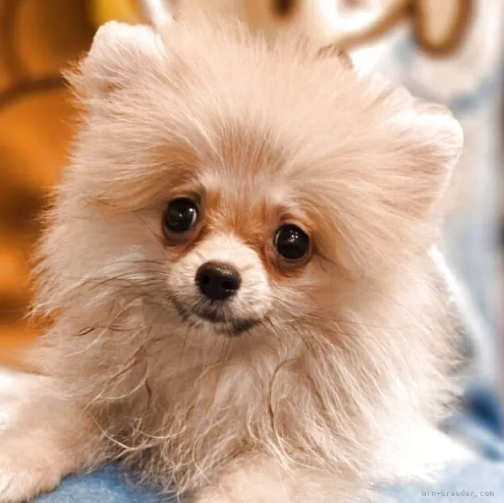 ID：2504-07099の子犬