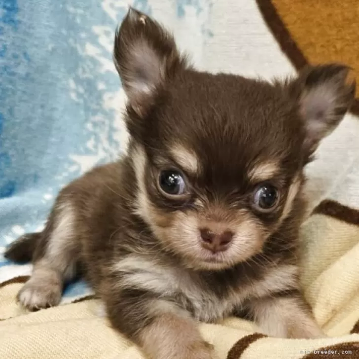 ID:2509-04706の子犬