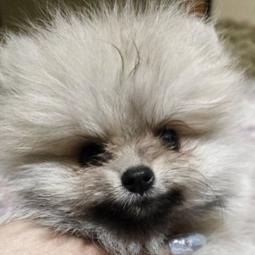 ポメラニアン【京都府・男の子・2025年8月23日・セーブル】の写真「可愛いお顔の男の子」
