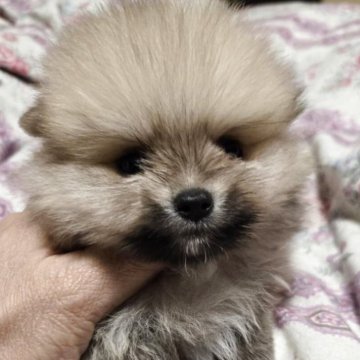ポメラニアン【京都府・男の子・2025年9月18日・クリームセーブル】の写真「手足の短くお顔の丸い男の子」