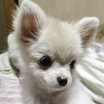 ポメチワ(チワワ×ポメラニアン)【京都府・男の子・2025年7月27日・ホワイト】の写真「優しい男の子」